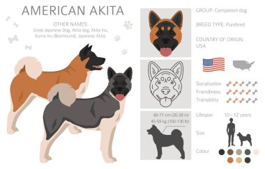 Amerikan Akita köpek klipsi. Tüm ceket renkleri ayarlandı. Farklı pozisyon. Bütün köpekler karakteristik bilgileri çoğaltır. Vektör illüstrasyonu