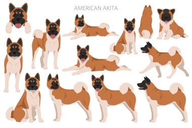 Amerikan Akita köpek klipsi. Tüm ceket renkleri ayarlandı. Farklı pozisyon. Bütün köpekler karakteristik bilgileri çoğaltır. Vektör illüstrasyonu