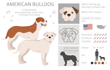 Amerikan bulldog 'u tüm renkler birleşir. Farklı ceket renkleri. Vektör illüstrasyonu