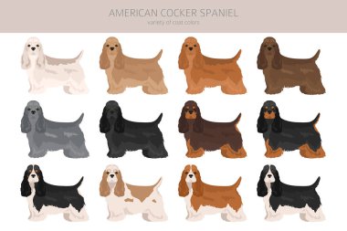 Amerikan cocker spanyel tüm palto renkleri clipte. Bütün köpekler bilgi üretir. Vektör illüstrasyonu