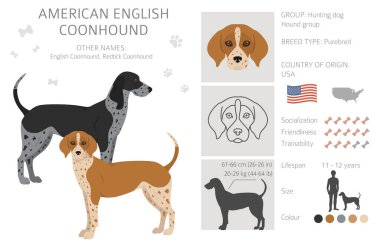 Amerikan rakunu her renge dadanır. Farklı ceket renkleri. Vektör illüstrasyonu