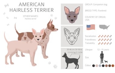 American hairless terrier all colours clipart. Different coat colors and poses set.  Vector illustration clipart