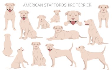 American staffordshire terrier clipart. Coat colors set.  All dog breeds characteristics infographic. Vector illustration clipart