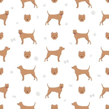 Amerikan personeli Terrier teriyeri kusursuz. Vektör illüstrasyonu