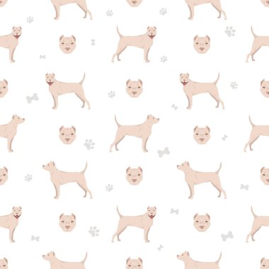 Amerikan personeli Terrier teriyeri kusursuz. Vektör illüstrasyonu