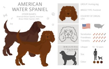 Amerikan su spanyeli tüm renkler dağılır. Farklı ceket renkleri ve pozlar. Vektör illüstrasyonu