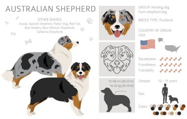 Avustralya çoban köpeği Clipart. Ceket renkleri Avustralyalı seti. Bütün köpekler karakteristik bilgileri çoğaltır. Vektör illüstrasyonu