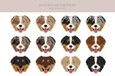 Avustralya çoban köpeği Clipart. Ceket renkleri Avustralyalı seti. Bütün köpekler karakteristik bilgileri çoğaltır. Vektör illüstrasyonu