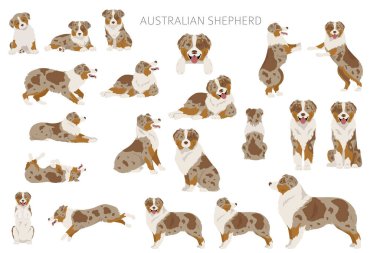 Avustralya çoban köpeği Clipart. Ceket renkleri Avustralyalı seti. Bütün köpekler karakteristik bilgileri çoğaltır. Vektör illüstrasyonu