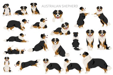 Australian shepherd clipart. Coat colors Aussie set.  All dog breeds characteristics infographic. Vector illustration clipart