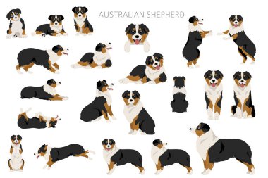 Avustralya çoban köpeği Clipart. Ceket renkleri Avustralyalı seti. Bütün köpekler karakteristik bilgileri çoğaltır. Vektör illüstrasyonu