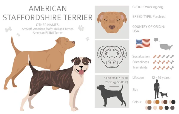 American Staffordshire Teriér Clipart Barvy Kabátu Nastaveny Všichni Psi Plemeno — Stockový vektor