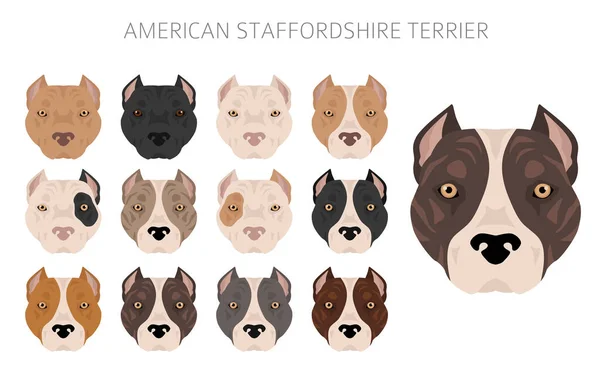 Американский Стаффордширский Терьер Набор Цветов Пальто Породы Собак Представлены Инфографике — стоковый вектор