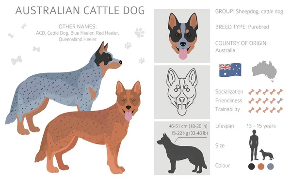 Cão Gado Australiano Todas Cores Clipart Diferentes Cores Casaco Poses — Vetor de Stock