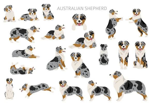 澳大利亚牧羊犬群 澳大利亚服装的颜色设置 所有的狗都有信息特征 矢量说明 — 图库矢量图片