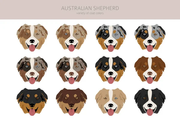 Clipart Pastor Australiano Cores Casaco Aussie Set Todas Raças Cães —  Vetores de Stock