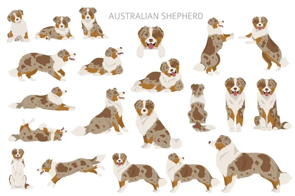 澳大利亚牧羊犬群 澳大利亚服装的颜色设置 所有的狗都有信息特征 矢量说明 — 图库矢量图片