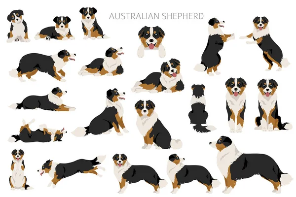 Owczarek Australijski Clipart Kolory Płaszcza Zestaw Australijski Wszystkie Rasy Psów — Wektor stockowy
