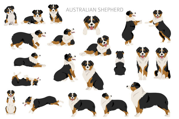 Australian shepherd clipart. Coat colors Aussie set.  All dog breeds characteristics infographic. Vector illustration