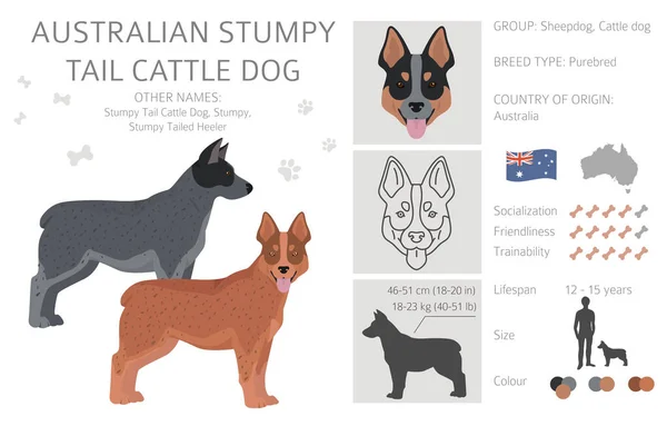 Australijski Kikut Ogon Bydło Pies Wszystek Kolor Kliparty Różne Kolory — Wektor stockowy