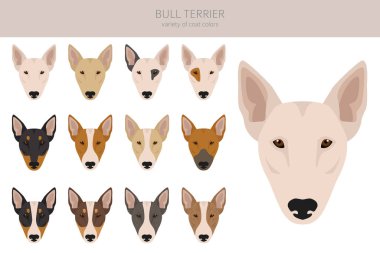 Bull terrier clipart. All coat colors set.  Different position. All dog breeds characteristics infographic. Vector illustration clipart