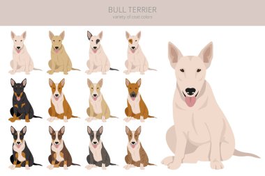 Bull terrier clipart. All coat colors set.  Different position. All dog breeds characteristics infographic. Vector illustration clipart