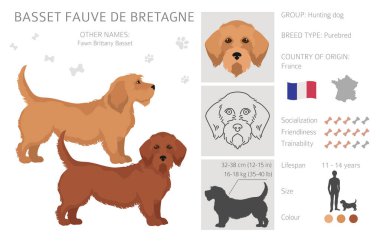 Fawn brittany basset clipart. Basset fauve de bretagne. Farklı ceket renkleri ve pozlar. Vektör illüstrasyonu