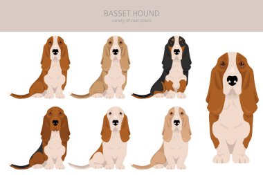 Basset Av Köpeği Klibi. Tüm ceket renkleri ayarlandı. Farklı pozisyon. Bütün köpekler karakteristik bilgileri çoğaltır. Vektör illüstrasyonu