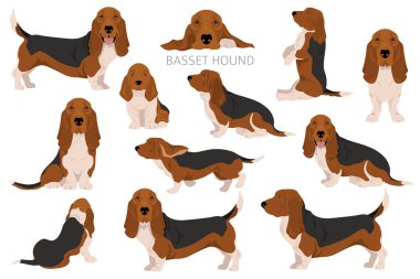 Basset Av Köpeği Klibi. Tüm ceket renkleri ayarlandı. Farklı pozisyon. Bütün köpekler karakteristik bilgileri çoğaltır. Vektör illüstrasyonu