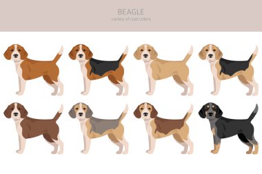 Av köpeği kırpması. Tüm ceket renkleri ayarlandı. Farklı pozisyon. Bütün köpekler karakteristik bilgileri çoğaltır. Vektör illüstrasyonu