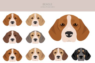 Beagle dog dog clipart. All coat colors set.  Different position. All dog breeds characteristics infographic. Vector illustration clipart