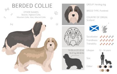 Sakallı Collie köpeği tırnağı. Tüm ceket renkleri ayarlandı. Farklı pozisyon. Bütün köpekler karakteristik bilgileri çoğaltır. Vektör illüstrasyonu