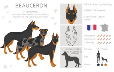 Beauceron clipart. Farklı ceket renkleri ve pozlar. Vektör illüstrasyonu