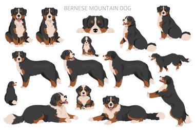 Bernese Dağı köpek klipsi. Tüm ceket renkleri ayarlandı. Farklı pozisyon. Bütün köpekler karakteristik bilgileri çoğaltır. Vektör illüstrasyonu