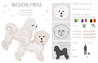 Bichon frise klipsi. Farklı ceket renkleri ve pozlar. Vektör illüstrasyonu