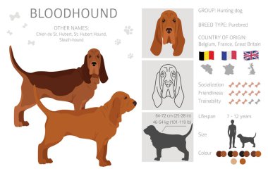 Kan tazısı köpek Clipart. Tüm ceket renkleri ayarlandı. Farklı pozisyon. Bütün köpekler karakteristik bilgileri çoğaltır. Vektör illüstrasyonu