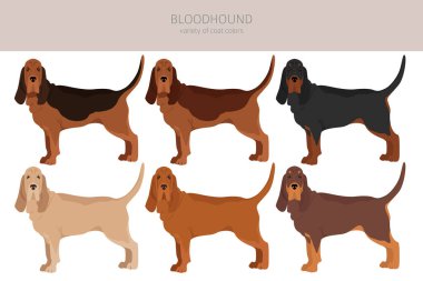 Bloodhound dog  clipart. All coat colors set.  Different position. All dog breeds characteristics infographic. Vector illustration clipart