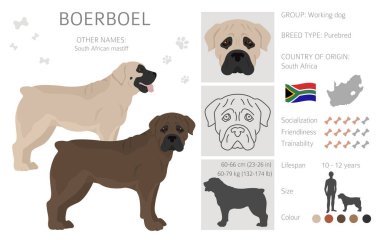 Boerboel klipsi. Farklı ceket renkleri ve pozlar. Vektör illüstrasyonu