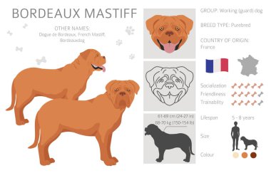 Bordeaux mastiff klipsi. Farklı ceket renkleri ve pozlar. Vektör illüstrasyonu