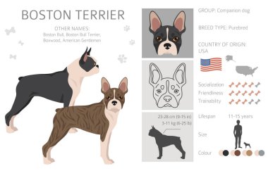 Boston Terrier köpek klipsi. Tüm ceket renkleri ayarlandı. Farklı pozisyon. Bütün köpekler karakteristik bilgileri çoğaltır. Vektör illüstrasyonu