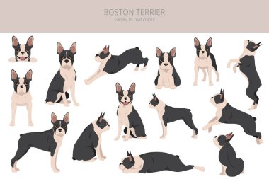 Boston Terrier köpek klipsi. Tüm ceket renkleri ayarlandı. Farklı pozisyon. Bütün köpekler karakteristik bilgileri çoğaltır. Vektör illüstrasyonu