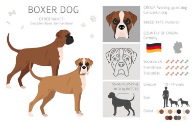 Boksör köpek klipsi. Tüm ceket renkleri ayarlandı. Farklı pozisyon. Bütün köpekler karakteristik bilgileri çoğaltır. Vektör illüstrasyonu