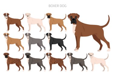 Boksör köpek klipsi. Tüm ceket renkleri ayarlandı. Farklı pozisyon. Bütün köpekler karakteristik bilgileri çoğaltır. Vektör illüstrasyonu