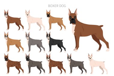 Boksör köpek klipsi. Tüm ceket renkleri ayarlandı. Farklı pozisyon. Bütün köpekler karakteristik bilgileri çoğaltır. Vektör illüstrasyonu