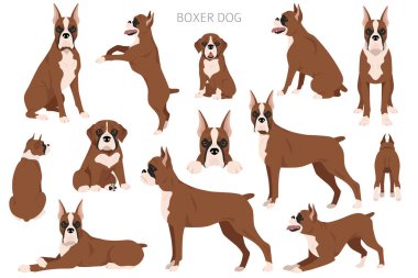 Boksör köpek klipsi. Tüm ceket renkleri ayarlandı. Farklı pozisyon. Bütün köpekler karakteristik bilgileri çoğaltır. Vektör illüstrasyonu