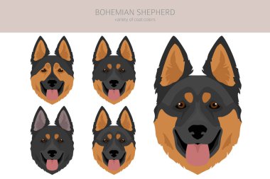 Bohem çoban köpeği klibi. Tüm ceket renkleri ayarlandı. Farklı pozisyon. Bütün köpekler karakteristik bilgileri çoğaltır. Vektör illüstrasyonu