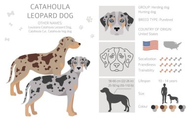 Catahoula leopar köpek tırnağı. Farklı pozlar, farklı renkler. Vektör illüstrasyonu