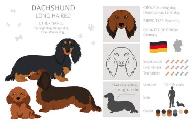 Dachshund uzun saçlı klipsli. Farklı pozlar, farklı renkler. Vektör illüstrasyonu