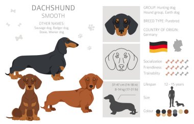 Dachshund kısa saçlı klipsi. Farklı pozlar, farklı renkler. Vektör illüstrasyonu