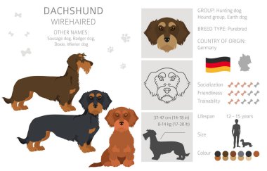 Dachshund tel tüylü klipsli. Farklı pozlar, farklı renkler. Vektör illüstrasyonu